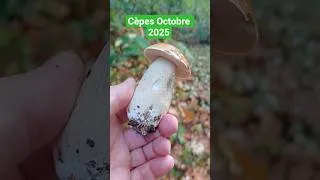 Miniature : Des Beaux Cèpes - Octobre 2025 #mushroom #cèpes