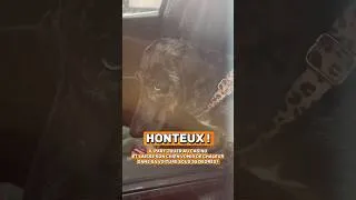 Miniature : 🚨Il part jouer au casino et laisse son chien vomir sous la canicule dans sa voiture ! #france #news