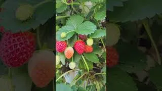 Miniature : Une culture de fraises si facile en tour jardin. #garden #labondancematour #strawberry #fraises