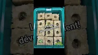Miniature : L'Abondance ma Tour: Toujours un plaisir de démarrer de nouveaux semis pour ma Tower Garden. #garden