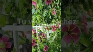 Miniature : #labondancematour: Cultive tes Malopes dans ta maison. #gardening #indoor #flower #towergarden
