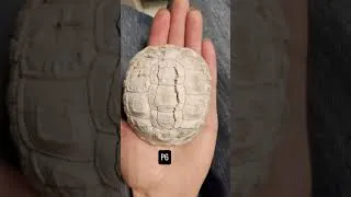 Miniature : Turtle's skeleton puzzle !