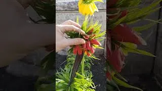 Miniature : Mutation naturelle - Fasciation - Couronne de l'empereur fasciée