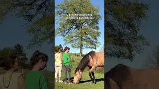 Miniature : Formation "le cheval médecine de l'humain"