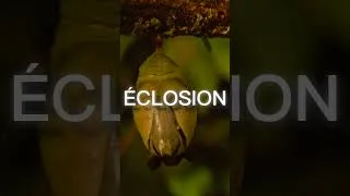Miniature : Emotional Piano Storytelling Instrumental (Éclosion)