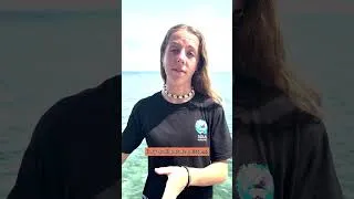 Miniature : Les chroniques de Maëlle : quelles espèces viennent visiter les grilles d'implantation de corail ?