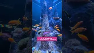 Miniature : Les murènes ruban de La Cité de la Mer