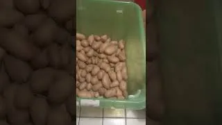 Miniature : Chips