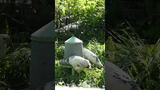 Miniature : Les poulets cassent une petite graine !