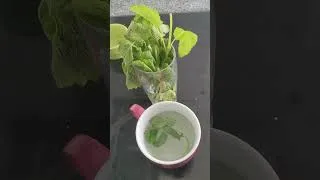 Miniature : L'infusion que tu n'attends pas 🍋🌱 ! Et que tu vas adorer!  #jardin #herbesaromatiques
