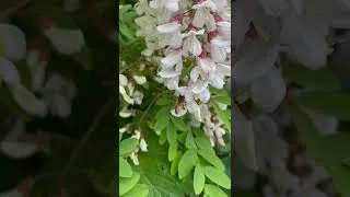 Miniature : Miellée d'acacia en cours