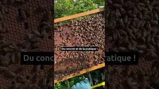 Miniature : Apiculture éco-responsable avec La Fabrique qui Pique
