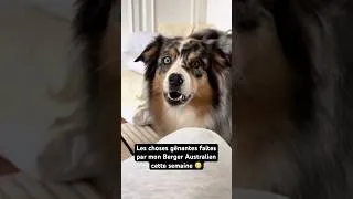 Miniature : Les choses gênantes faites par mon Berger Australien 🤣❤️ #humour #chien #animaux