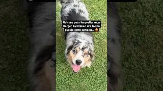Miniature : Pourquoi mon Berger Australien m’a fait la gueule cette semaine 😡 #chien #humour #animaux