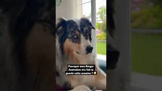 Miniature : Pourquoi mon Berger Australien m’a fait la gueule ? 🫩 #chien #humour #animaux