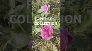 Miniature : Pouvez-vous retrouver les variétés des roses de la ferme ?