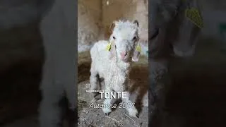 Miniature : Tonte d'août 2026 ✂️ #chevreangora #artisanat #angoragoat #tonte
