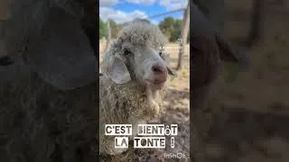 Miniature : En attendant la tonte d'août 🐐🐑