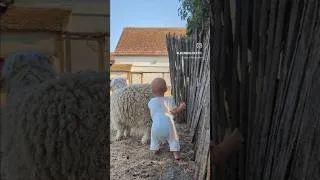 Miniature : Premiers pas ✨ #bébéàlaferme #premierspas #babylove #farm