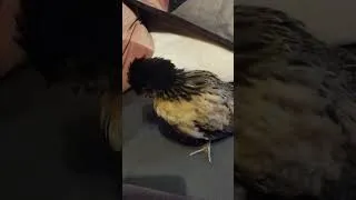Miniature : Pioupiou #chicken #animaux #poussins #nature #infirmiere