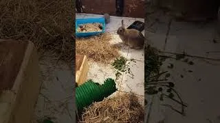 Miniature : présentation des deux nouveaux bébés 🐇💗 #chat #bretagne #animaux #cat #lapine #bebe #love