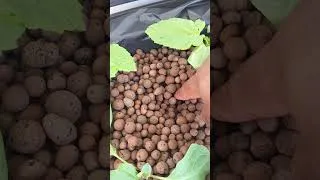 Miniature : Nouvelle installation #hydroponics #tomate #potager