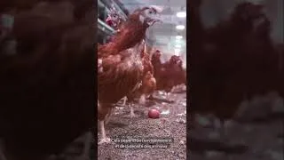 Miniature : 🕰️ A quelle fréquence faut il vermifuger ses poules ? 🐔