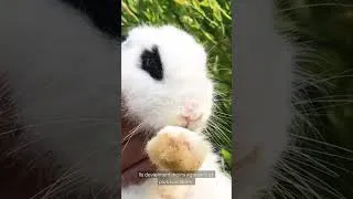 Miniature : 🐇 Faut il séparer les mâles et femelles chez les lapins ?
