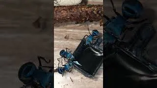 Miniature : polyrhachis cyaniventris