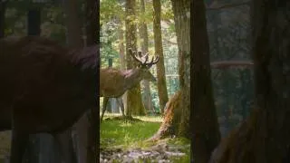 Miniature : Cerfs sauvages – Forêt silencieuse
