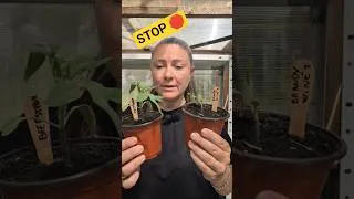 Miniature : ALERTE : Sauve tes semis de tomates (Vite !) 🆘