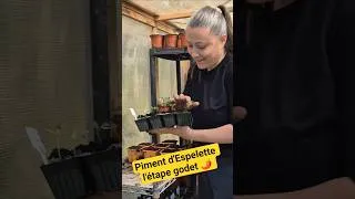 Miniature : Réussir le rempotage de son piment d'Espelette ! 🌶✨️