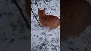Miniature : Wilson et la neige ❄️