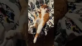 Miniature : Lazycat