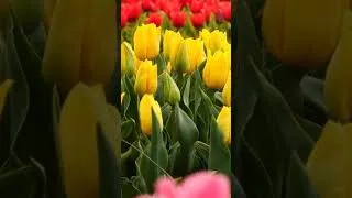 Miniature : La tulipomania : quand une tulipe valait le prix d'une maison