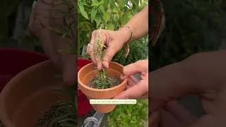 Miniature : La minute jardinage d'août - LaMaison.fr