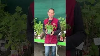 Miniature : La minute jardinage de juillet - LaMaison.fr