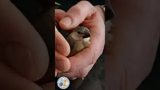 Miniature : ❤️🐾❤️️ Padda MAN - Jeune de 34 jours #short