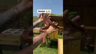 Miniature : Snake 🐍🤩