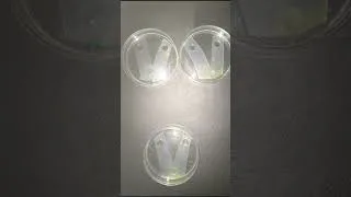 Miniature : vidéo groupe 2 suite