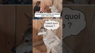 Miniature : Etre cohérent avec son chien