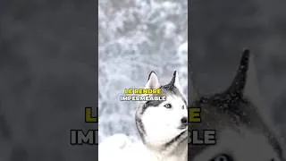 Miniature : Le Husky, son physique