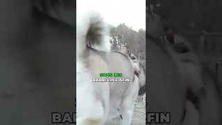 Miniature : Le Husky, ses défauts