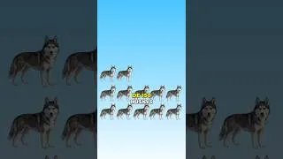 Miniature : Le jour où le Husky a sauvé une ville entière