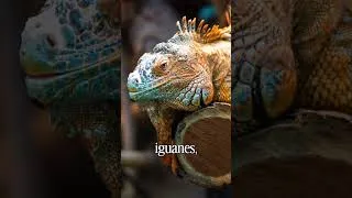 Miniature : Incendie terrible dans un zoo #animauxsauvages #lameutecurieuse #zoo