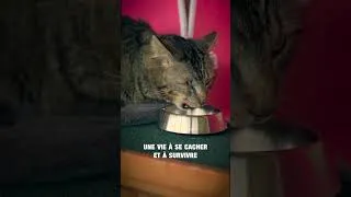 Miniature : Pirate a enfin trouvé une famille ❤️ #shorts #chat #animauxdecompagnie #lameutecurieuse