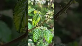 Miniature : 30 secondes de nature pour respirer