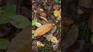 Miniature : 30 secondes de calme dans la forêt