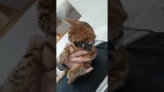 Miniature : une Tessa perchée 😂