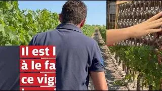 Miniature : VIDÉO. Il est le premier à le faire en France : ce vigneron lance le spritz en bouteille